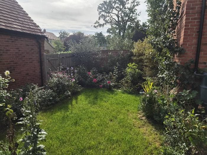 A long back garden between two brick buildings: lawn up the middle, deep borders of dahlias and roses down both sides, a gate at the far end.